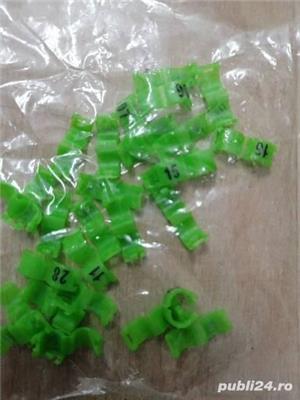 Inele papagali peruși  - imagine 2 Inele papagali peruși  - imagine 2