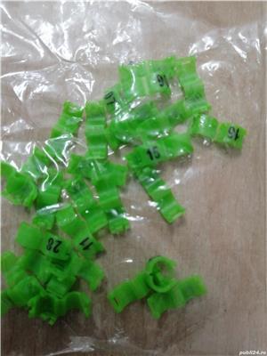 Inele papagali peruși  - imagine 3 Inele papagali peruși  - imagine 3