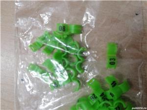 Inele papagali peruși  - imagine 4 Inele papagali peruși  - imagine 4