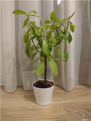 Planta verde-  Arbore de cauciuc - imagine 3