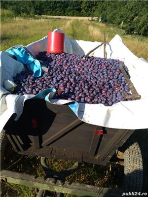 Țuică de pruna de anul acesta 