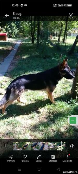 Ciobănesc german.Boys - imagine 2 Ciobănesc german.Boys - imagine 2