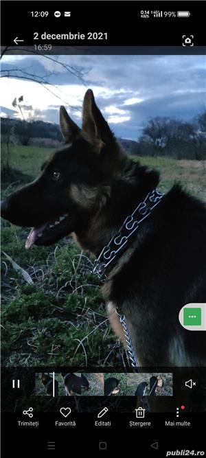 Ciobănesc german.Boys - imagine 4 Ciobănesc german.Boys - imagine 4