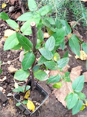 Mâna maicii Domnului,planta se prezintă la ghiveci - imagine 2