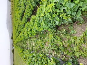 Butasi vita de vie - imagine 9