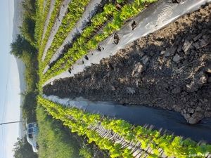 Butasi vita de vie - imagine 10