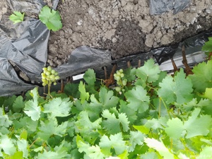 Butasi vita de vie - imagine 7