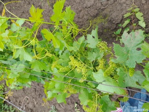 Butasi vita de vie - imagine 6