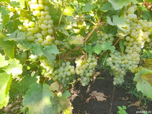 Butasi vita de vie - imagine 4