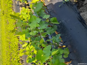 Butasi vita de vie - imagine 3