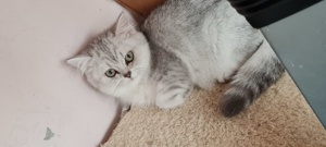 Bri Shorthair/longhair  - imagine 6