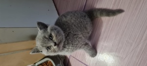 Bri Shorthair/longhair  - imagine 4