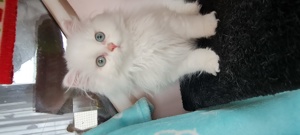 Bri Shorthair/longhair