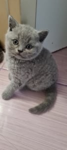 Bri Shorthair/longhair  - imagine 2