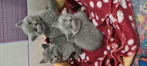 Bri Shorthair/longhair  - imagine 9