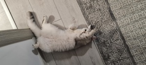  Pisici Bri Shorthair/Longhair pui cu pedigree! - imagine 2