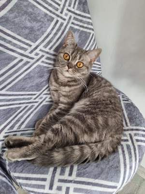  Pisici Bri Shorthair/Longhair pui cu pedigree! - imagine 3