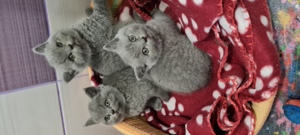  Pisici Bri Shorthair/Longhair pui cu pedigree! - imagine 4