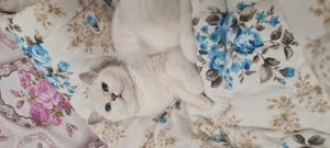  Pisici Bri Shorthair/Longhair pui cu pedigree! - imagine 5