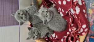  Pisici Bri Shorthair/Longhair pui cu pedigree! - imagine 6