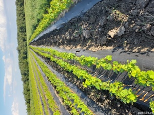 Butasi vita de vie - imagine 4