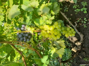 Butasi vita de vie - imagine 3