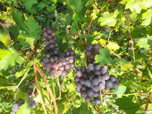 Butasi vita de vie - imagine 4