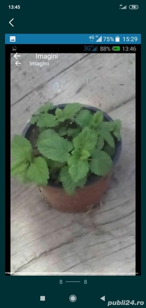 Roiniță,Lămâiță (melissa oficinalis)