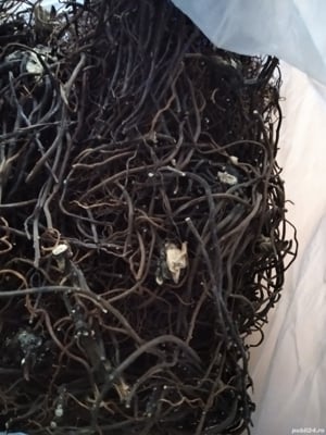 Spânz (helleboruss purpurens) planta anticancerigenă