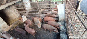 purcei  duroc    marele alb