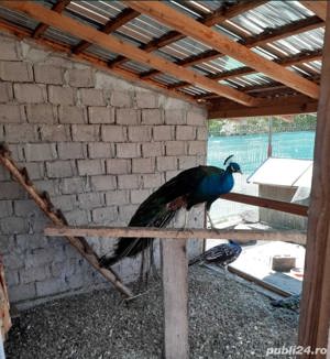 Vând păuni  - imagine 2