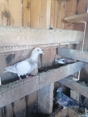 Voiajori  - imagine 8