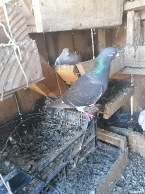 Voiajori  - imagine 7