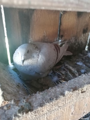 Voiajori  - imagine 9