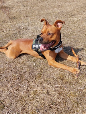 monta  amstaff - imagine 3