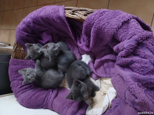 Vand pisicuti Albastru de Rusia dețin ambii părinți merita văzuți sunt deosebiți.  - imagine 5 Vand pisicuti Albastru de Rusia dețin ambii părinți merita văzuți sunt deosebiți.  - imagine 5