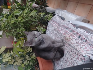 Vand pisicuti Albastru de Rusia dețin ambii părinți merita văzuți sunt deosebiți.  - imagine 7 Vand pisicuti Albastru de Rusia dețin ambii părinți merita văzuți sunt deosebiți.  - imagine 7