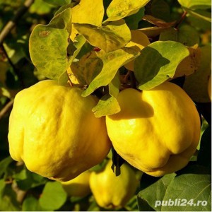 Palinca de Gutui - Calitate Deosebita