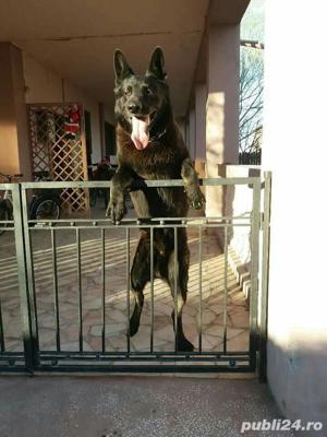 Câini de paza - imagine 9