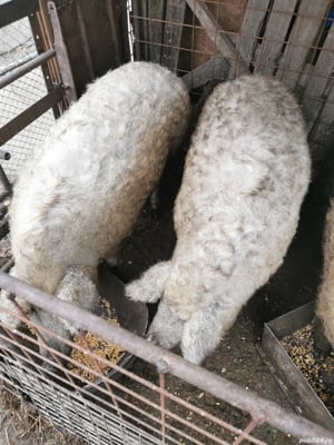 Porc rasa pura Mangalița  SACRIFIC  LA CERERE - imagine 7