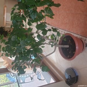 Vind trandafir japonez  - imagine 3