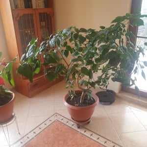 Vind trandafir japonez 