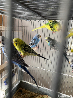 Papagali perusi - imagine 4 Papagali perusi - imagine 4