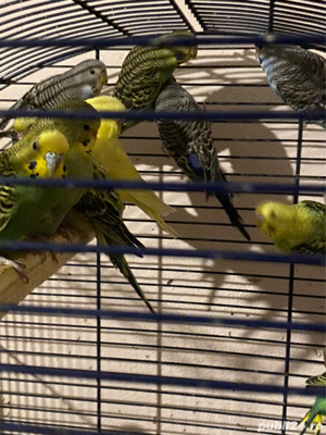 Papagali perusi - imagine 5 Papagali perusi - imagine 5