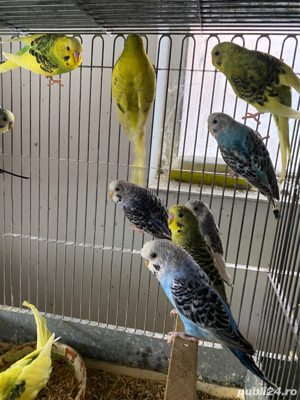 Papagali perusi - imagine 2 Papagali perusi - imagine 2