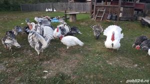 Vând păsări de curte  produse lactate