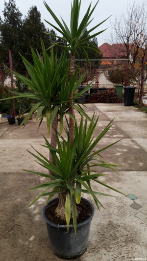 Plante de interior diferite marimi.