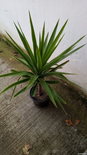 Plante de interior diferite marimi. - imagine 3