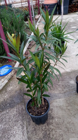 Plante de interior diferite marimi. - imagine 4