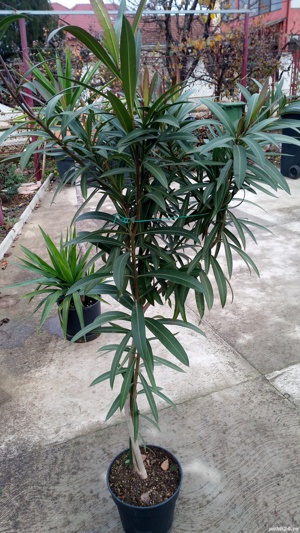 Plante de interior diferite marimi. - imagine 5